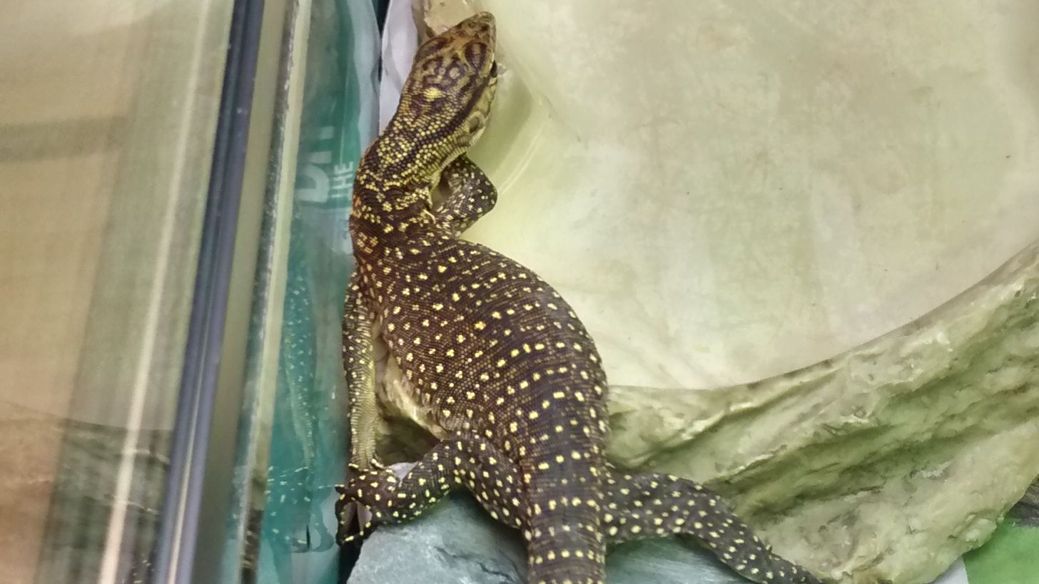 Holidaymaker's Lizard horror | News - Hits Radio (Manchester)