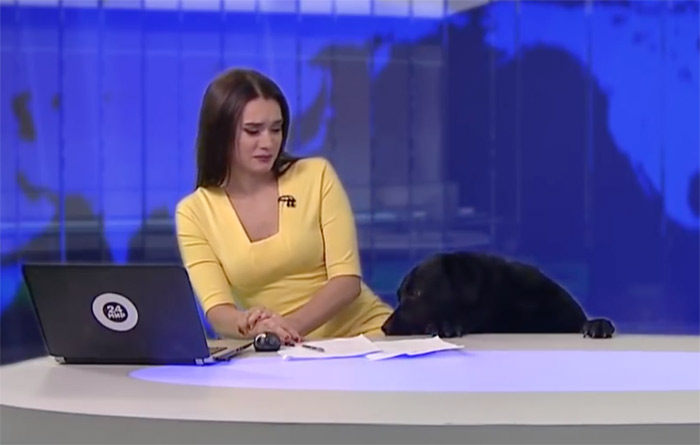 Labrador interrupts live TV broadcast by making unexpected entry into ...