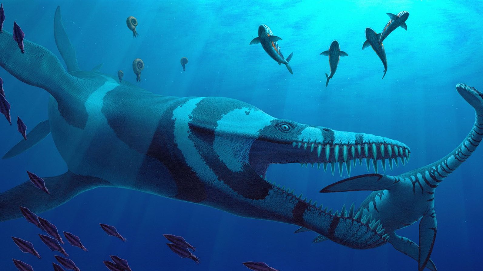 Plesiosaur swimming technique 'may to lead to more efficient submarines' |  News - Wave 105