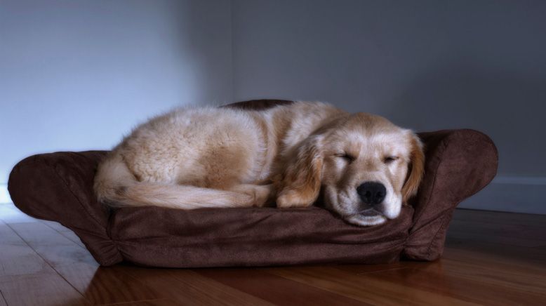 Top tips on how to keep your dog calm this fireworks season | Family ...