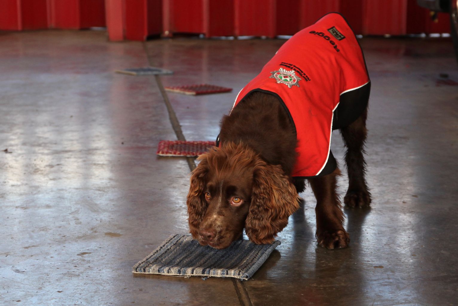 Reggie during training