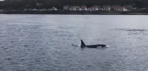 River Clyde visited by pod of orcas | News - Clyde 1