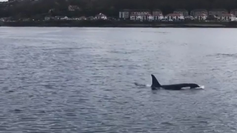 Orca In River River Clyde visited by pod of orcas | News - Clyde 1