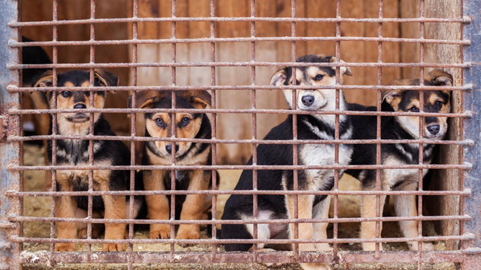 Victory for Lucy's Law campaigners banning puppy and kitten farming