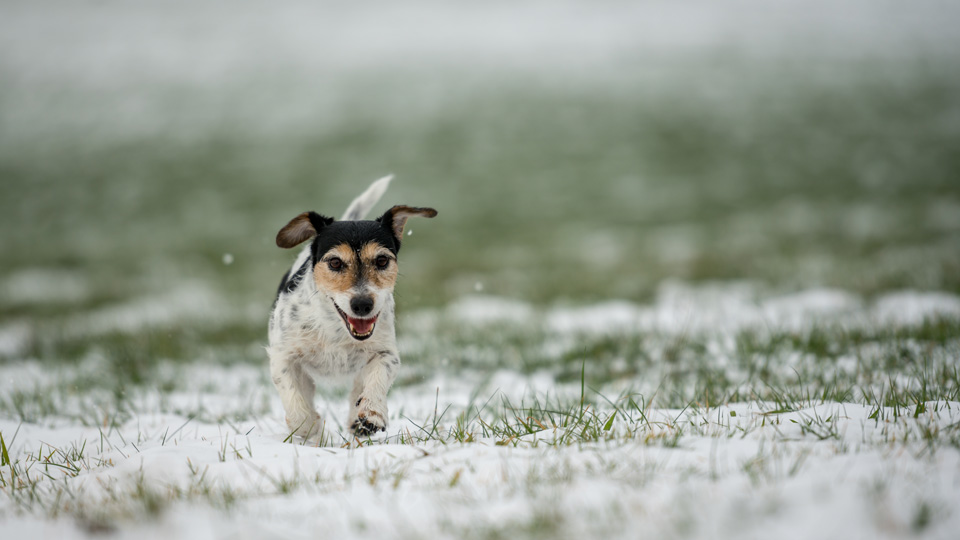 Great places to walk hotsell your dog