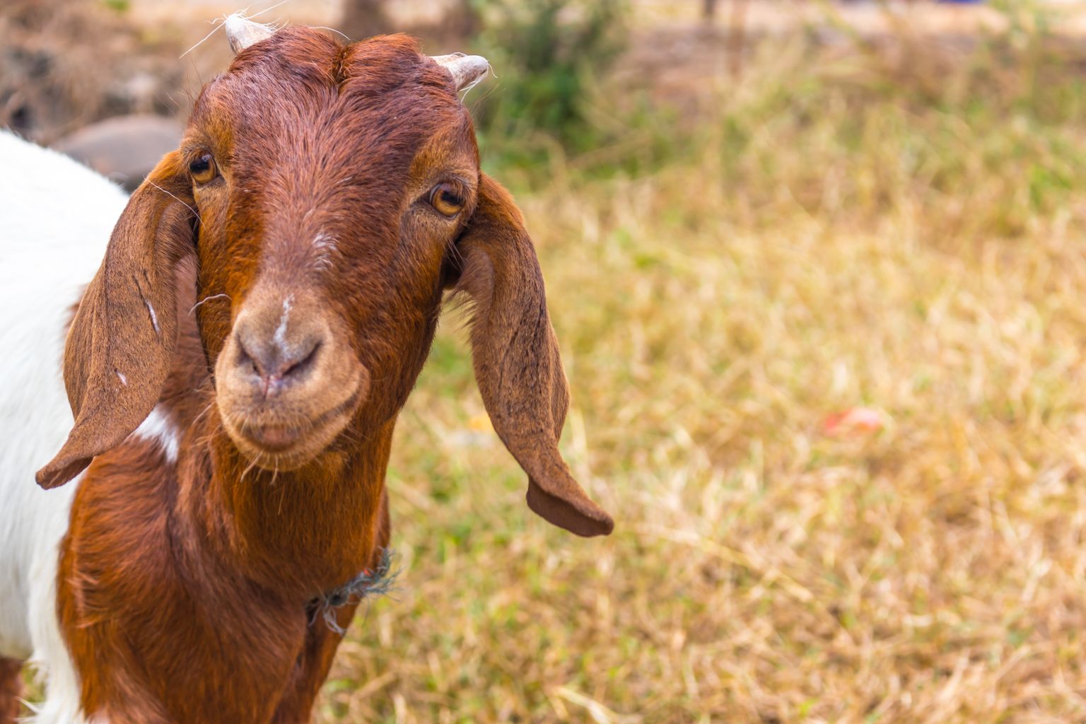 Horror as fifth dead goat found dumped in Hampshire News Wave 105