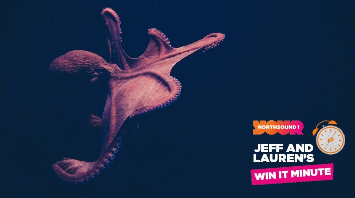 What does an octopus spray when threatened? Gaming Northsound 1