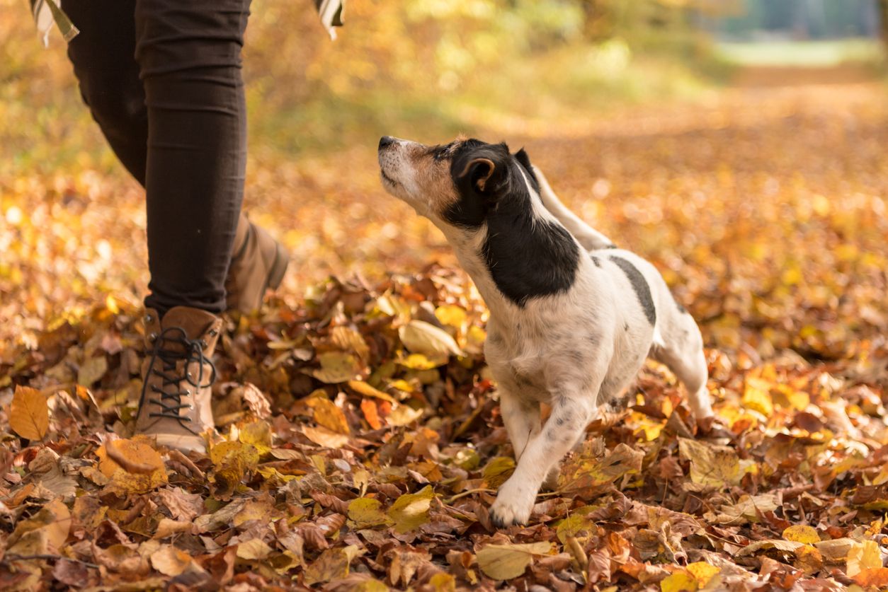 Top places to walk your dog in Manchester Places Visit Hits Radio