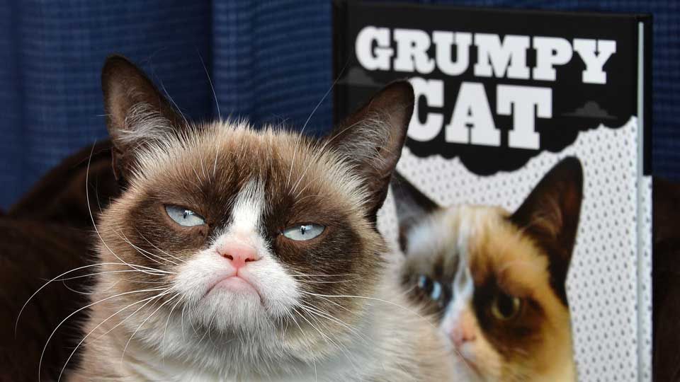 The Worlds Most Famous Cat Grumpy Cat Has Died Trending News Hits Radio