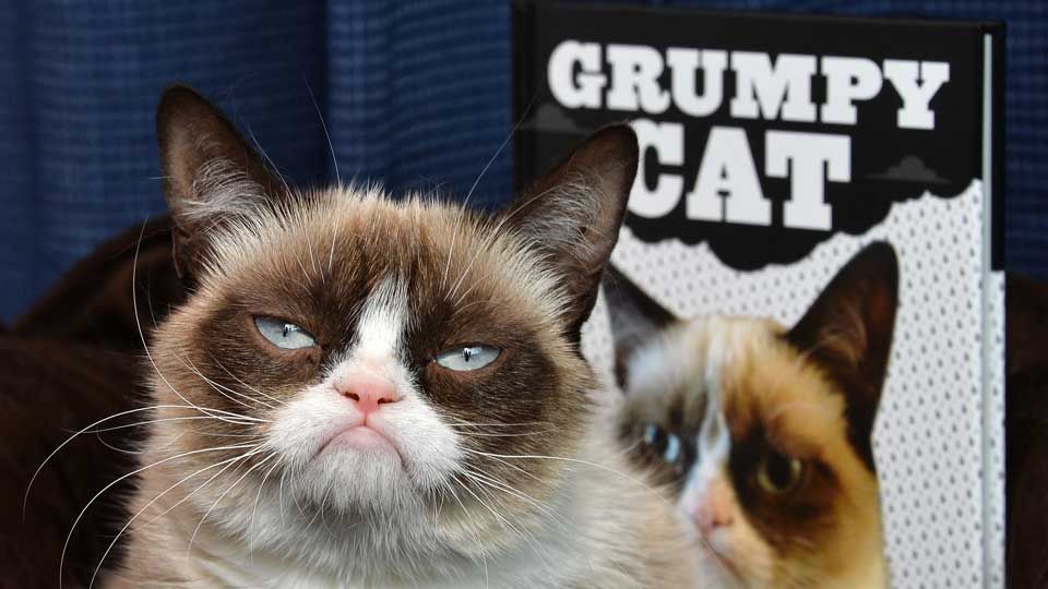 Grumpy Cat: Image Gallery (List View)