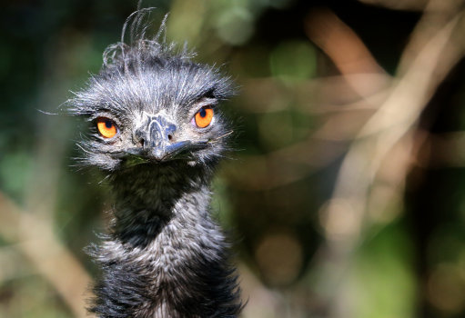 Emu on the run in Ecclefechan | News - Northsound 1