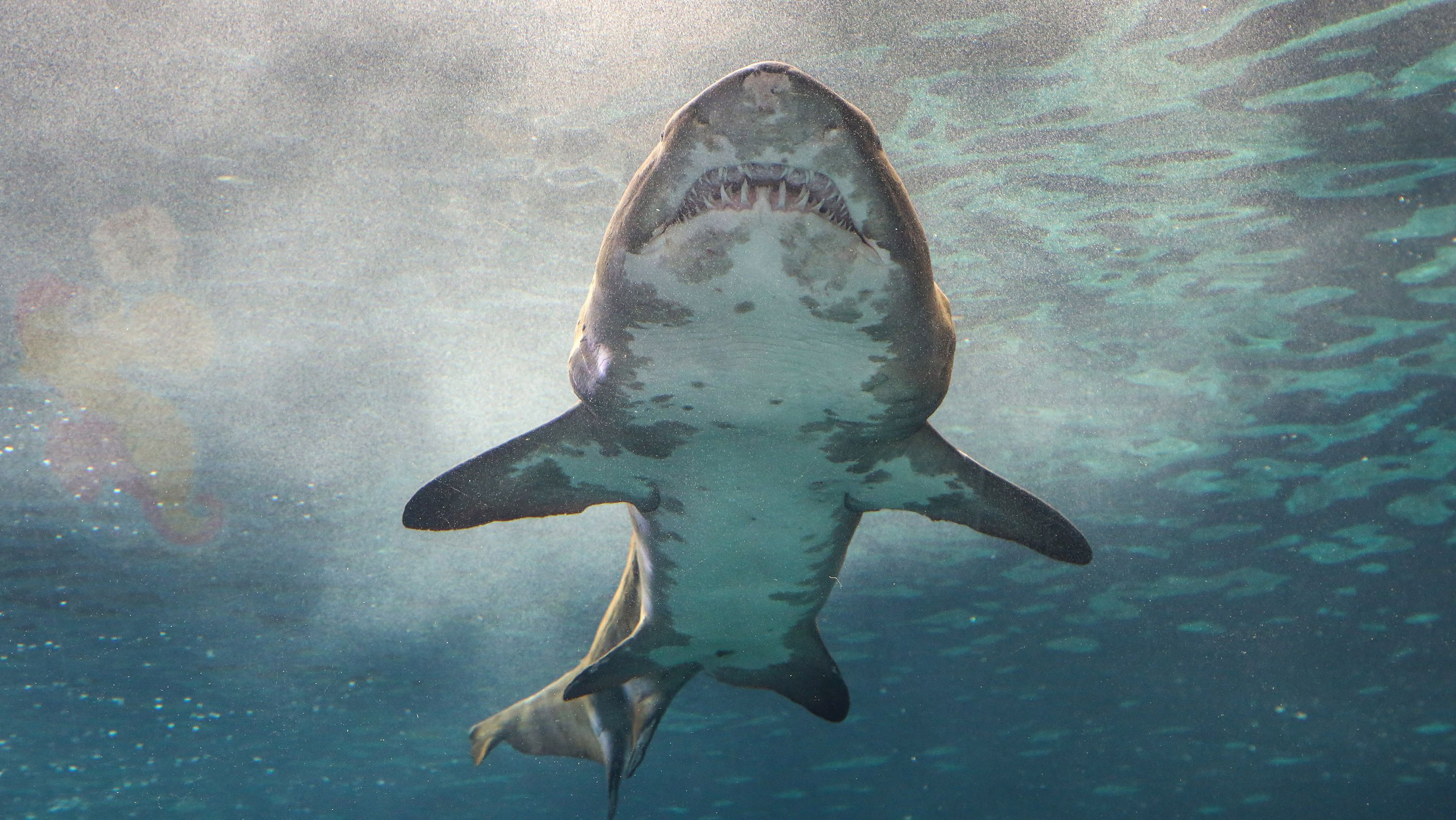 Нападение акулы в море. Гигантская акула Cetorhinus Maximus. Тигровая акула Египет 2023.