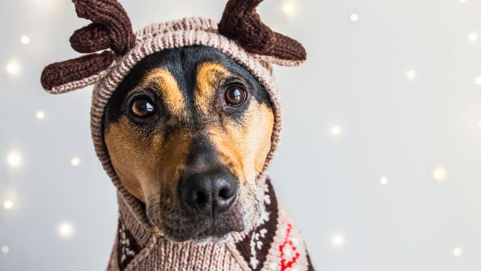 Christmas 2025 jumpers 2019