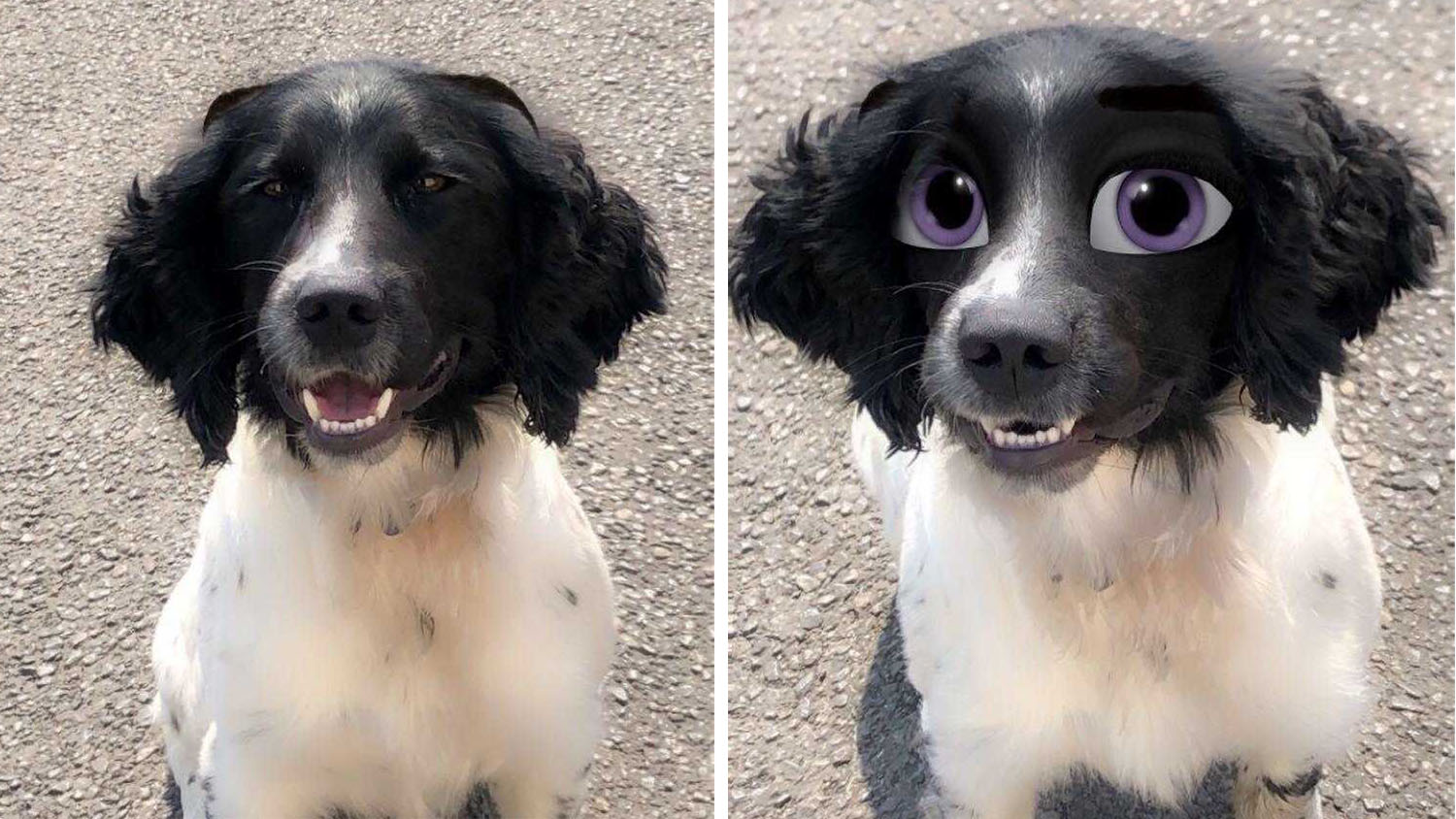 New Snapchat filter turns pet dogs into Disney characters