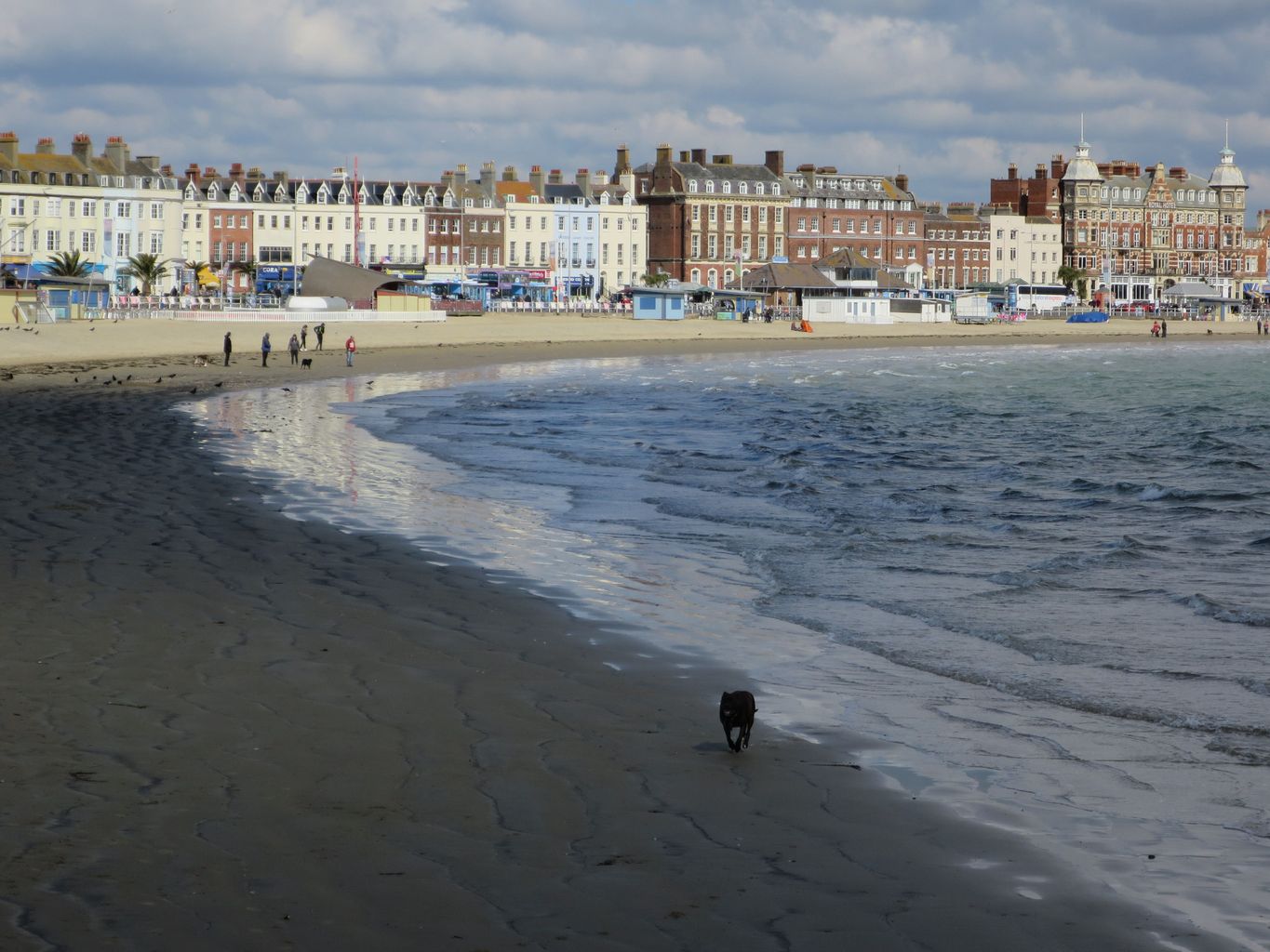 Rules could be changed on where dogs can go on Weymouth Beach.