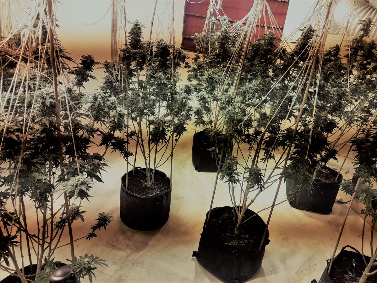 300 cannabis plants seized after police raids in Aldershot | News ...
