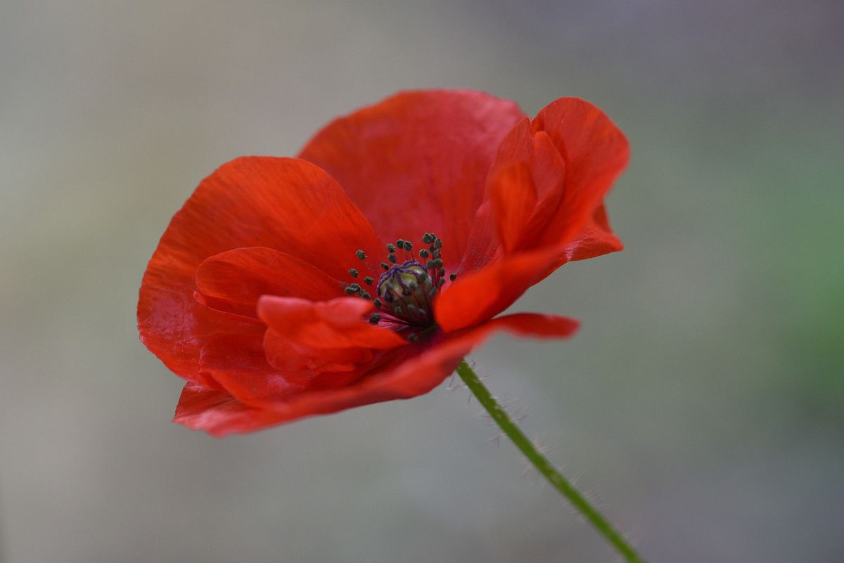 Poppy appeal in North East Lincolnshire WILL still go ahead | News ...