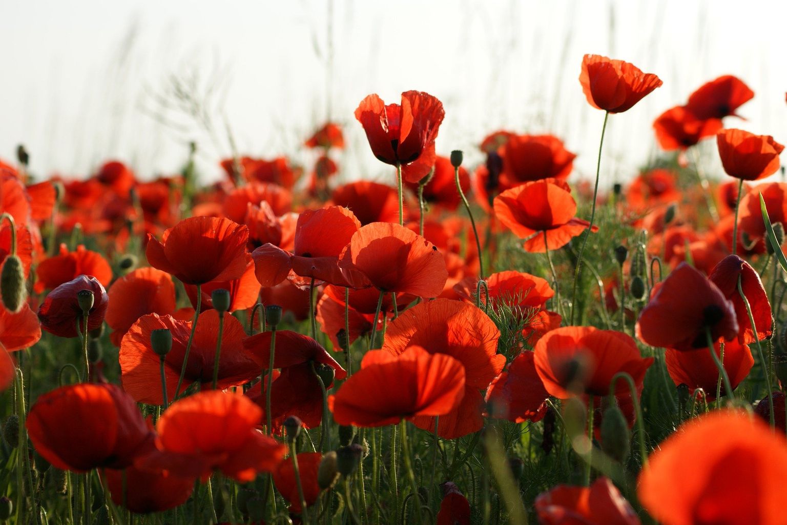 Haywards heath remembrance sunday 2024