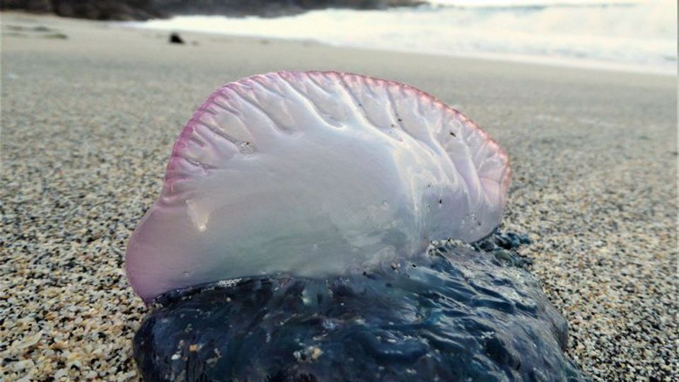 Portuguese man o'war