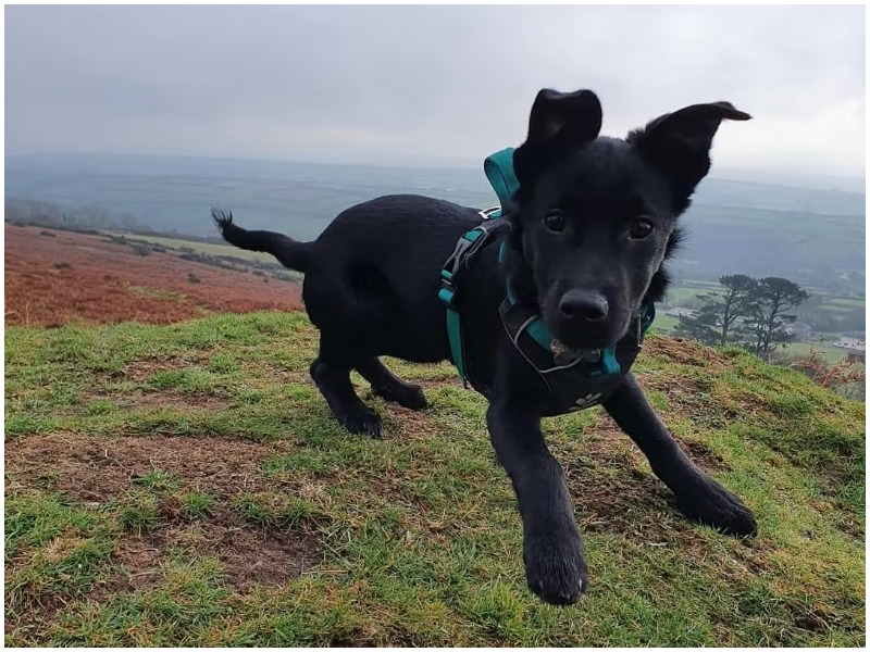 Five-month-old puppy mauled to death in Plymouth park | News - Greatest ...