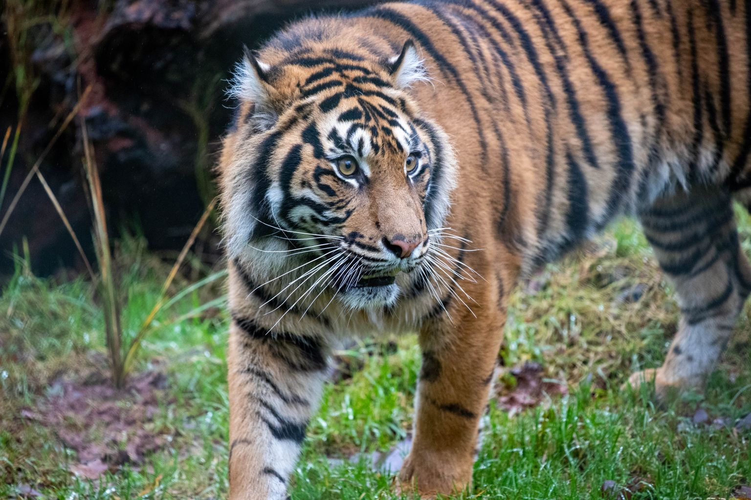 Watch as tiger sisters explore their new homes at Paignton Zoo | News ...