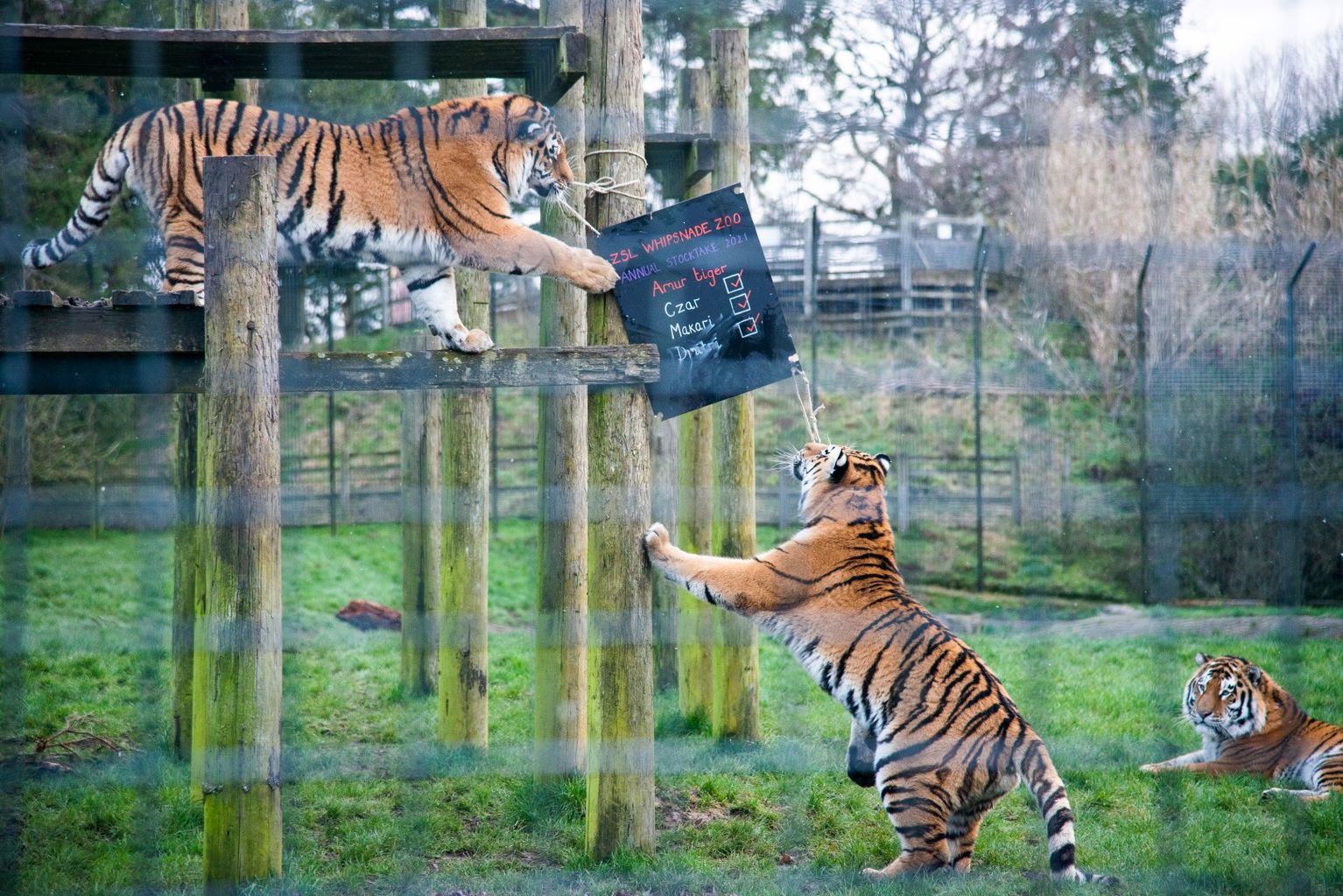 PHOTOS: Whipsnade Zoo count their animals | News - Greatest Hits Radio ...