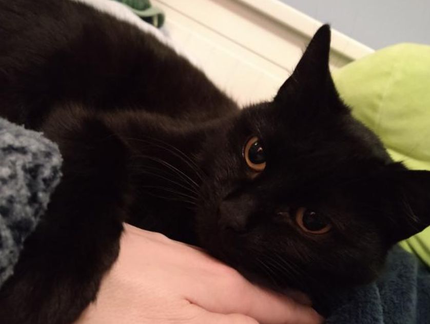 Cat returns home four years after going missing | News - Clyde 1