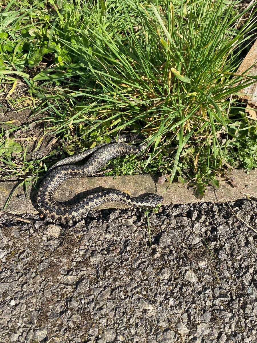 In the last week vets across Dorset have had a number of their clients