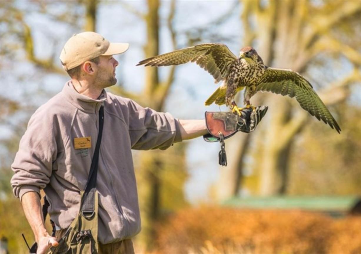 Caring youngsters rally round to support Hampshire's Hawk Conservancy ...