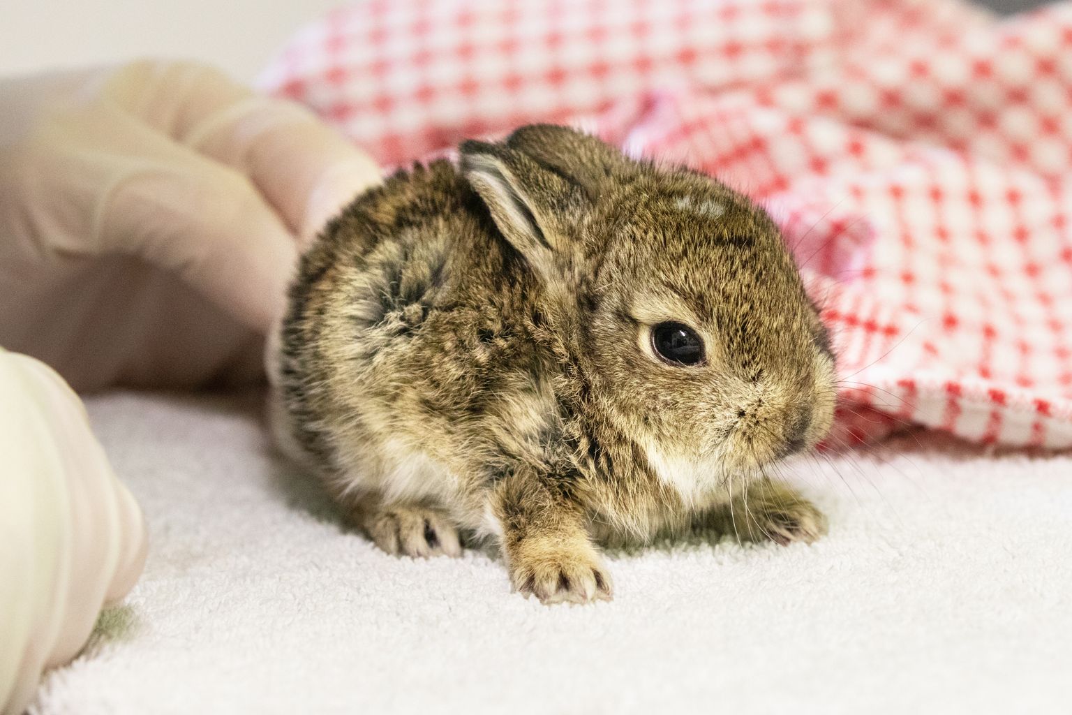 Orphaned rabbits released back into the wild by RSPCA