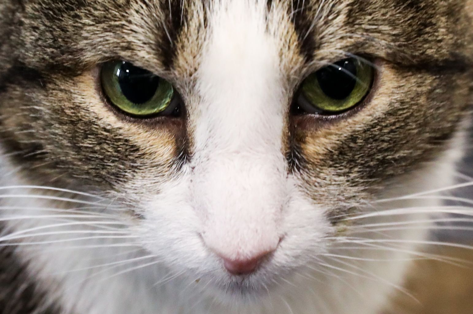 Glasgow scientists discover human-to-cat covid spread | News - Clyde 1