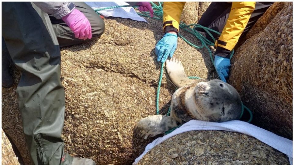 Seal rescue near Sennen