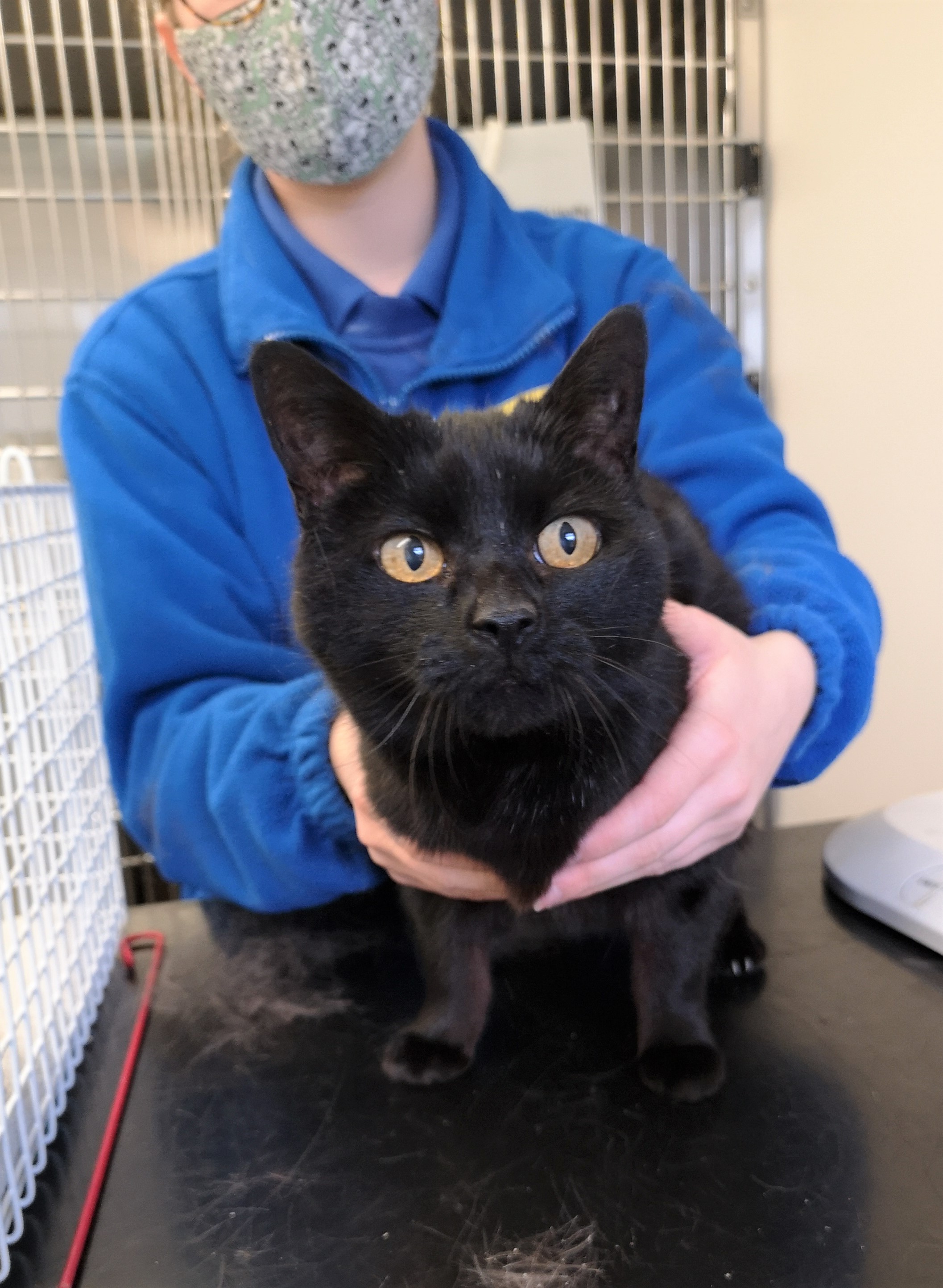 Norfolk woman reunited with cat who went missing 13 years ago