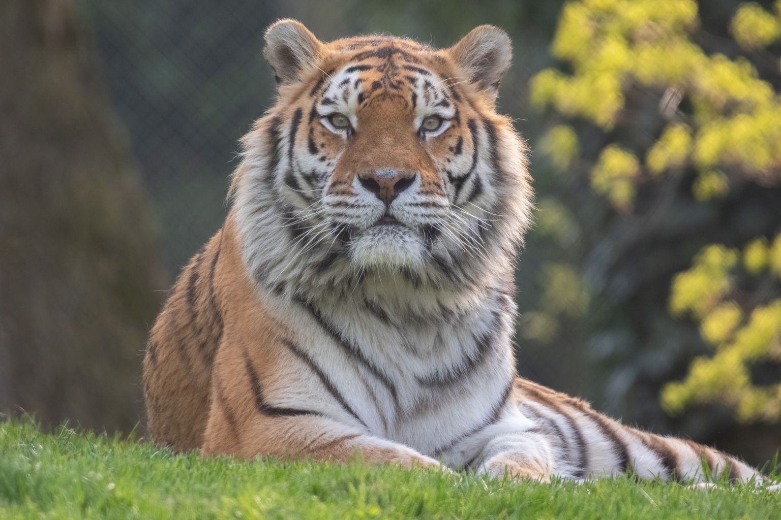 Banham Zoo celebrate return of tiger to newly refurbished enclosure