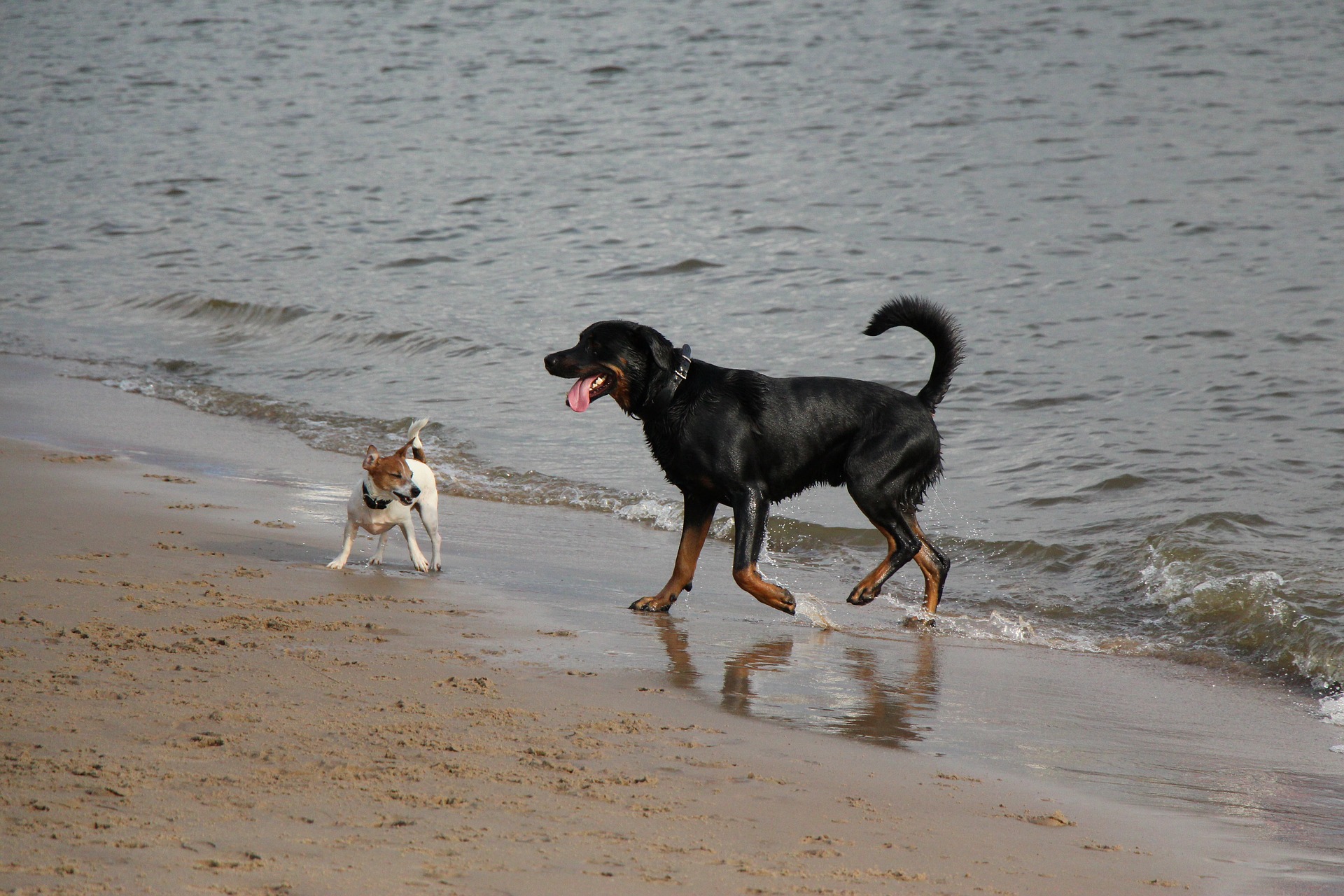 is hornsea beach dog friendly