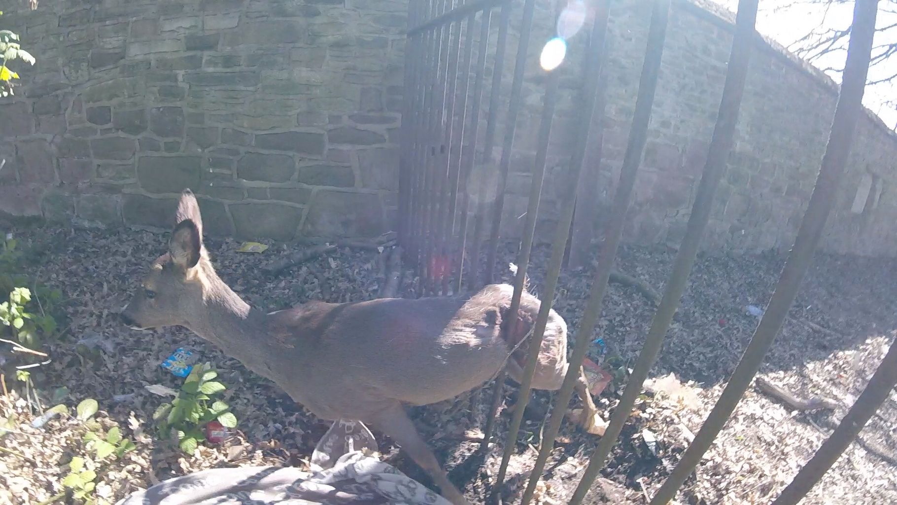 RSPCA rescues deer stuck in a school fence in Prescot