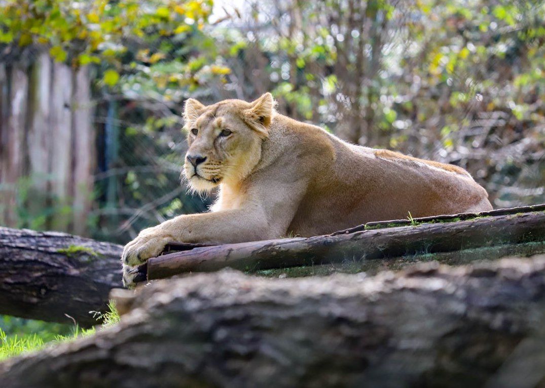 Paignton Zoo to welcome two new lionesses | News - Greatest Hits Radio ...