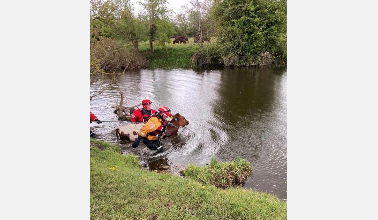 Firefighters rescue calf from water in Dedham