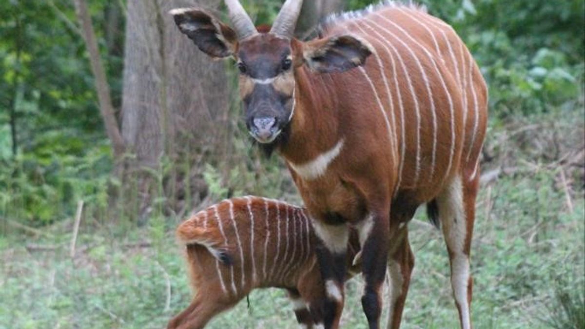 Bongo Native Bongo born at Watatunga Nature Reserve