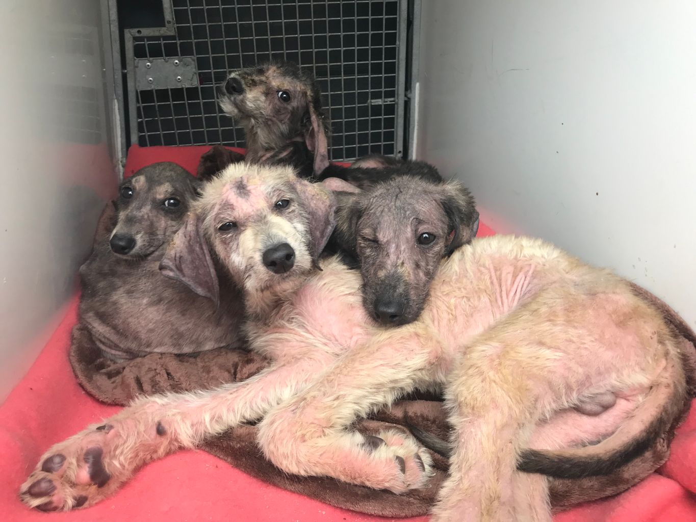 lurcher puppies dumped in plastic bag near Surrey river