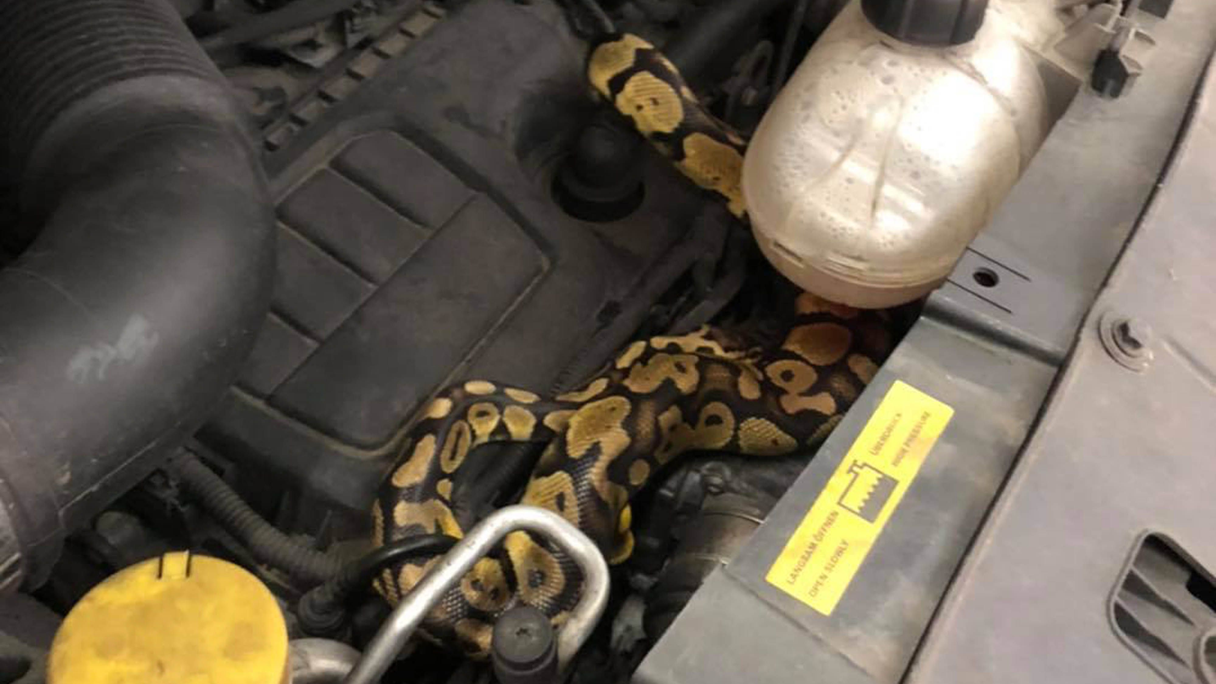 Norfolk mechanic gets fright after finding snake in engine during MOT