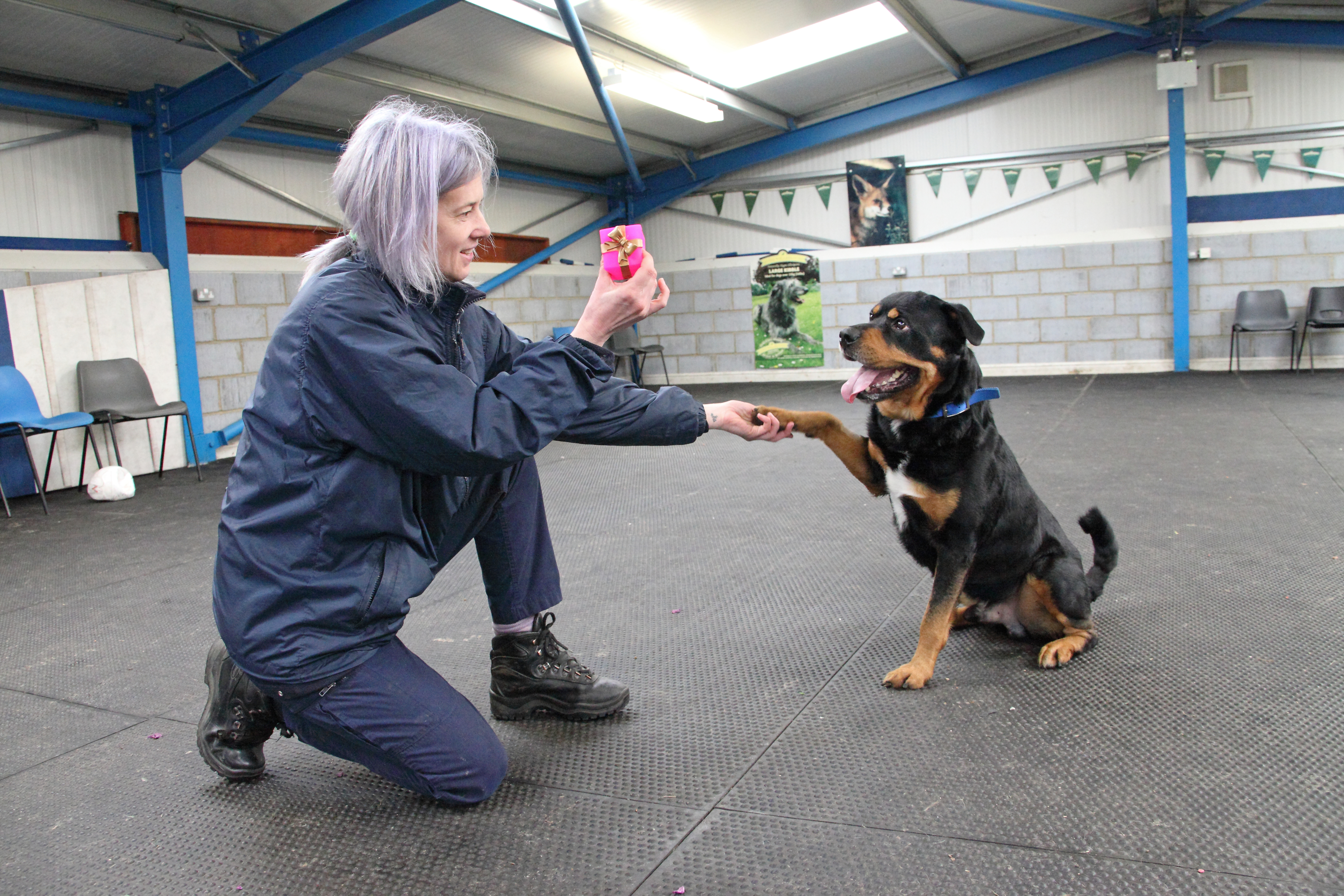 Aylesbury's RSPCA Centre celebrates 25th birthday and staff have a ...