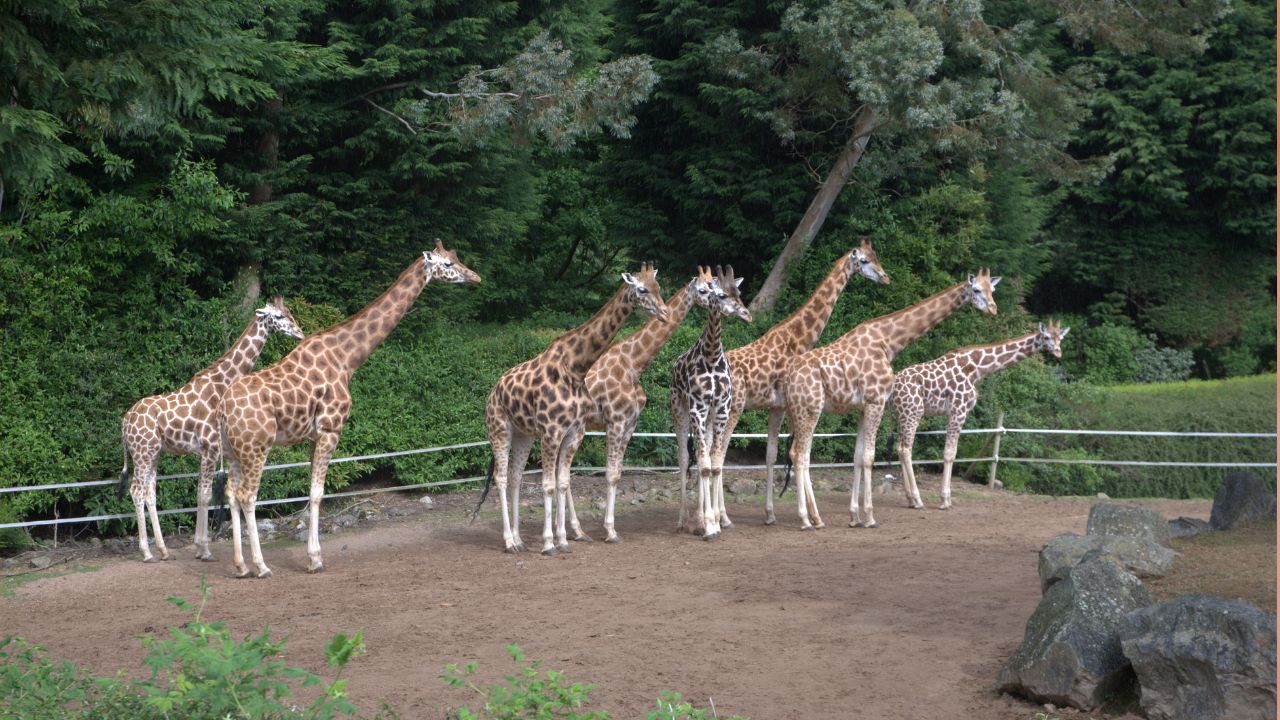 Meet the latest additions to Belfast Zoo Places Visit Downtown Radio