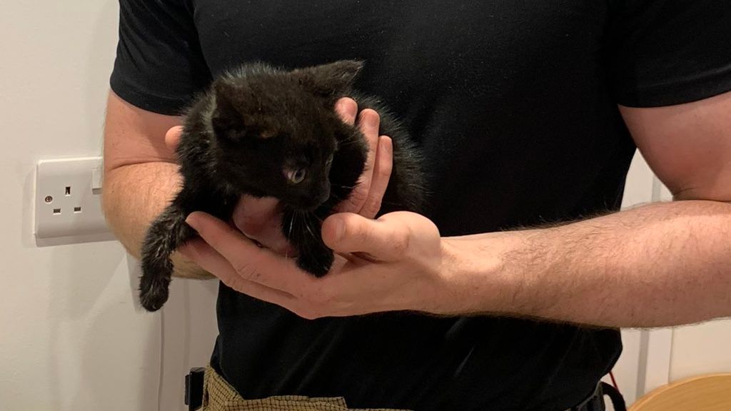 Nine Week Old Kitten Survives Journey Trapped Under Car Bonnet News 