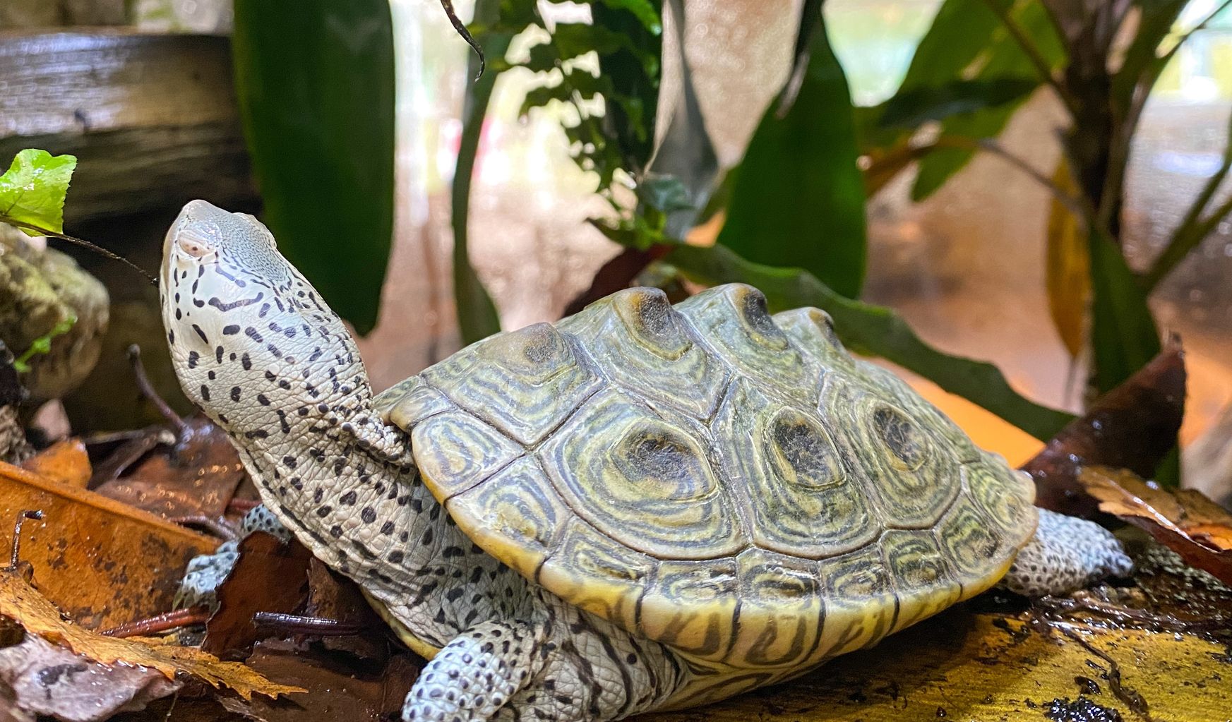 Mystery terrapin discovered at Lincolnshire Wildlife Park | News ...