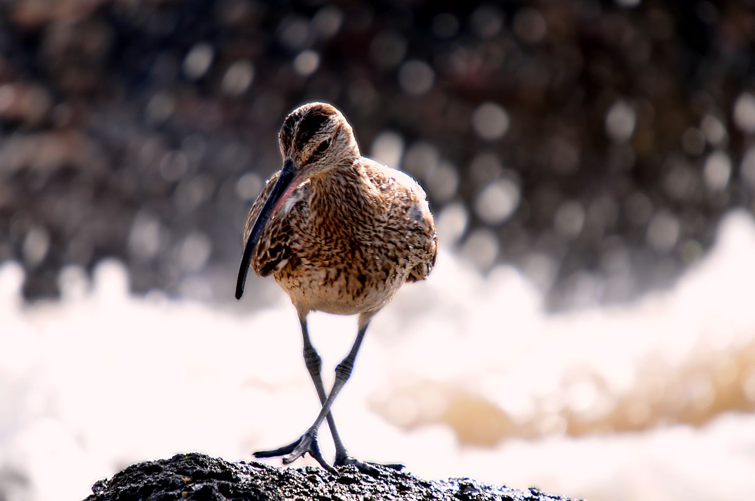 Researchers keep track of rare curlews in Norfolk