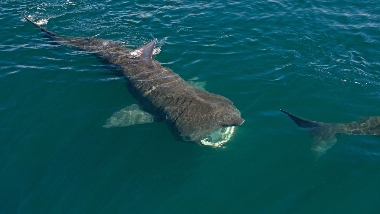 Are basking sharks in Northern Ireland?