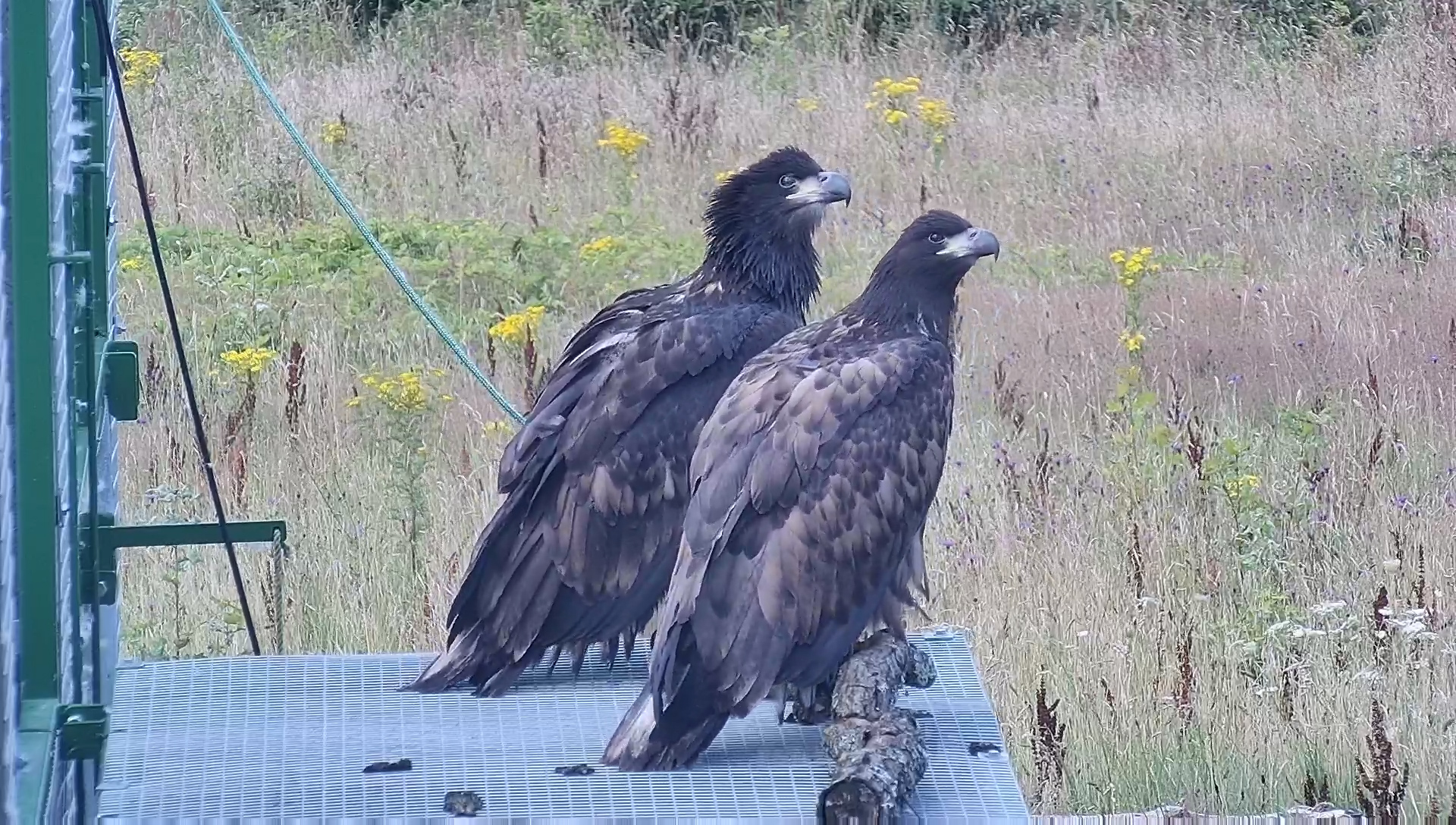 More white-tailed eagles released on Isle of Wight | News - Hits Radio ...