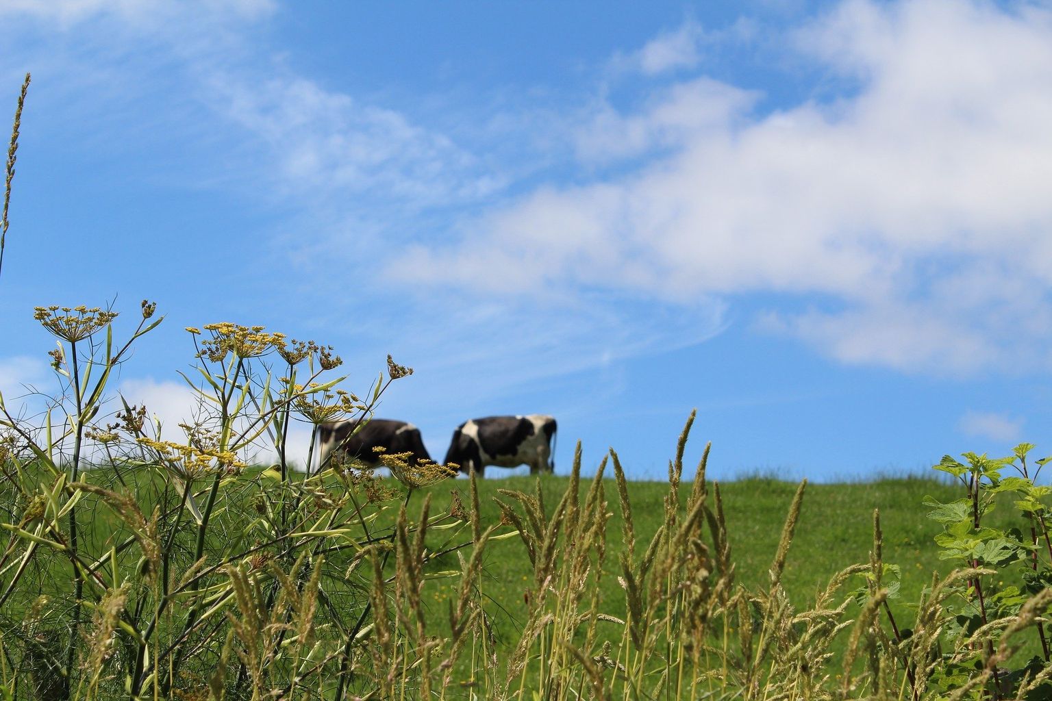 east-farmers-breathe-sigh-of-relief-after-co2-shortage-averted