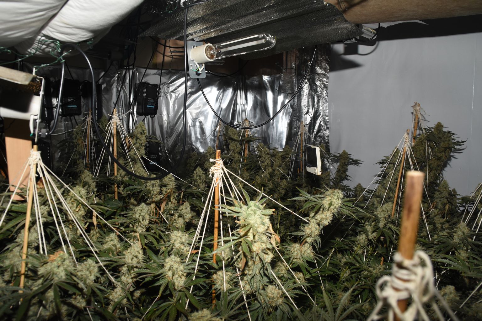 Officers praise residents who helped them uncover cannabis farms | News ...